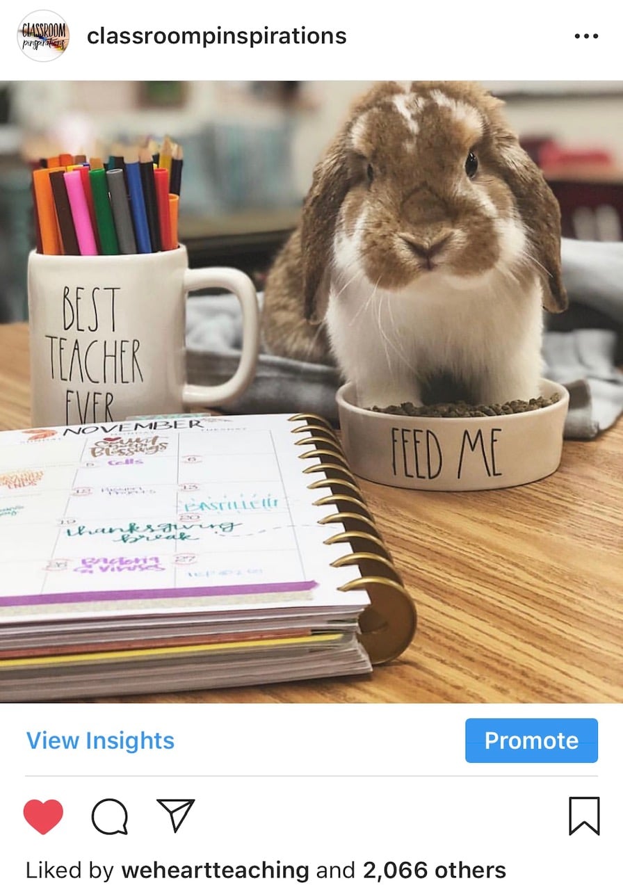  @themagnoliateacher  has a bunny named Chip Gaines. He’s pretty much the best thing on internet. 